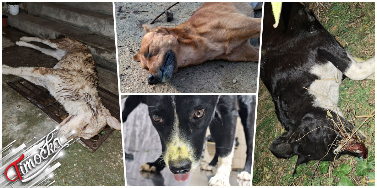 У Браћевцу масовно тровање паса У Браћевцу масовно тровање паса