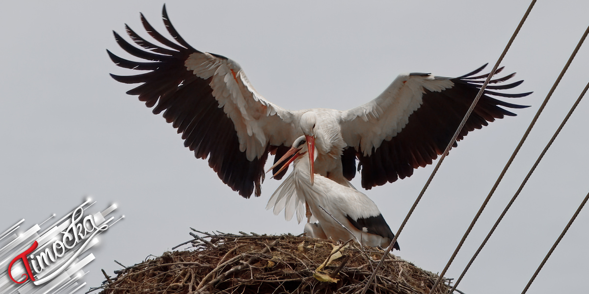 Љубав на висини: Гнездо рода у Грљану осваја срца мештана