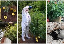 Заплењено више од 10 килограма канабиса у Бору Заплењено више од 10 килограма канабиса у Бору