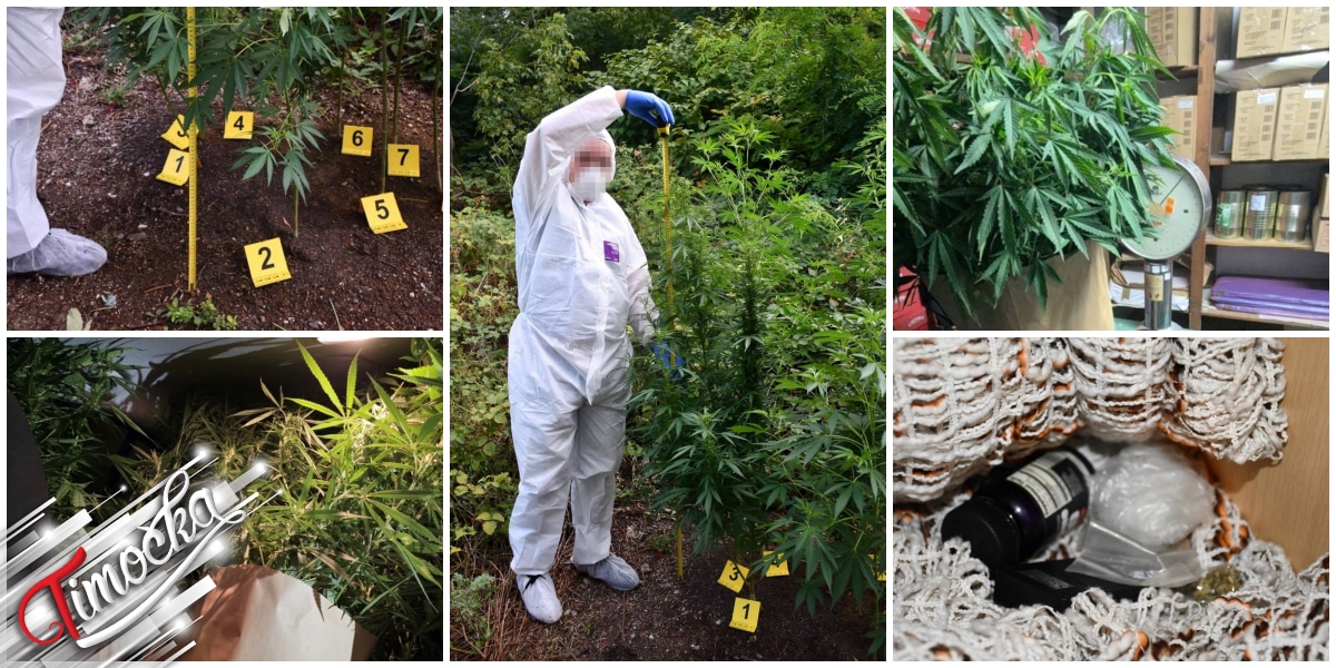 Заплењено више од 10 килограма канабиса у Бору Заплењено више од 10 килограма канабиса у Бору