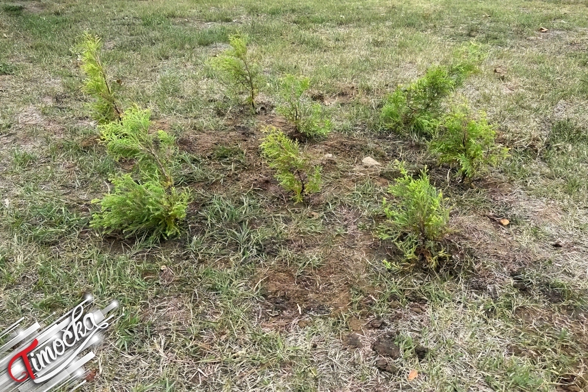 „Србијашуме” обележиле 34 године радном акцијом у Зајечару и попустима на огрев за угрожене