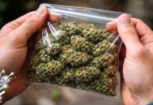 У Зајечару ухапшен осумњичени за трговину дрогом, заплењено око 365 грама марихуане Канабис, марихуана у кесици