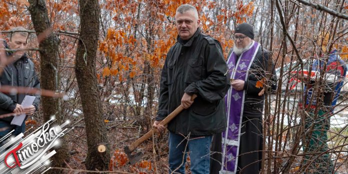На Бадње јутро у Зајечару настављена традиција сече бадњака