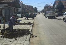 Нови дрвореди у још четири зајечарске улице Нови дрвореди у још четири зајечарске улице