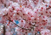 Пролећно време широм земље, највиша дневна температура до 25 степени Пролеће (Јапанска украсна трешња)