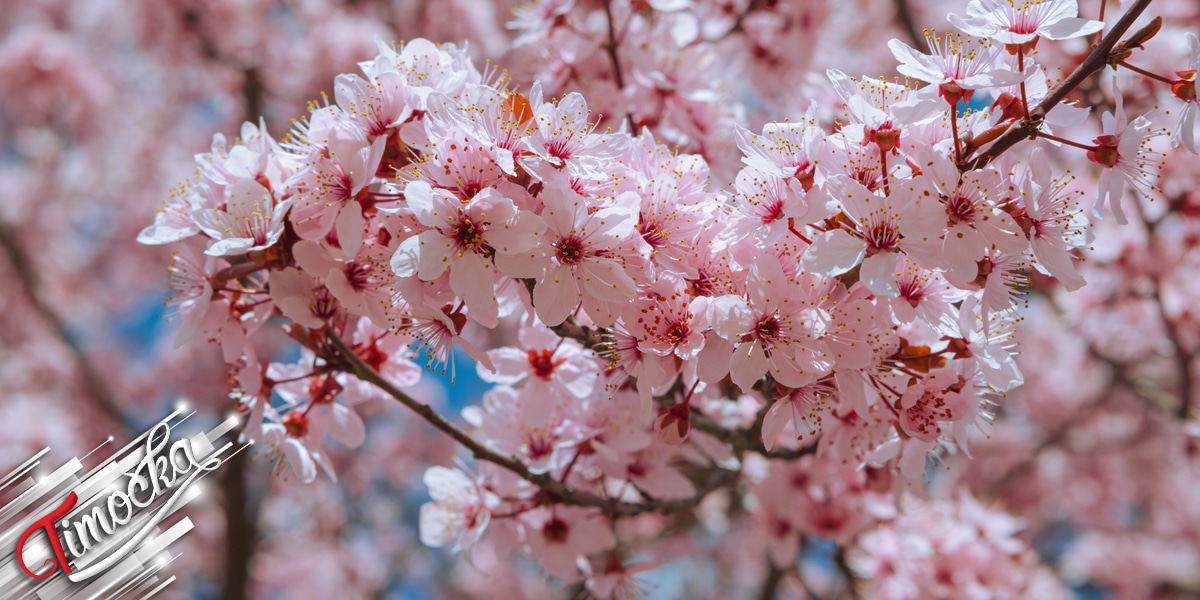 Пролеће (Јапанска украсна трешња)