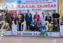 XV Међународна изложба паса свих раса „CACIB Zaječar” окупила учеснике из више земаља (ФОТО) XV Међународна изложба паса свих раса „CACIB Zaječar” окупила учеснике из више земаља
